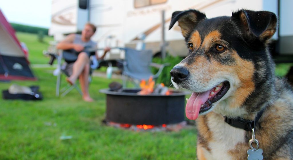 a happy dog with a fire pit in the background