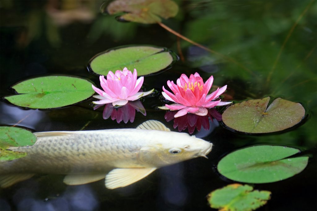 a koi fish swimming around in a pond