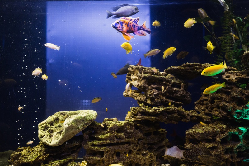 custom aquariums 