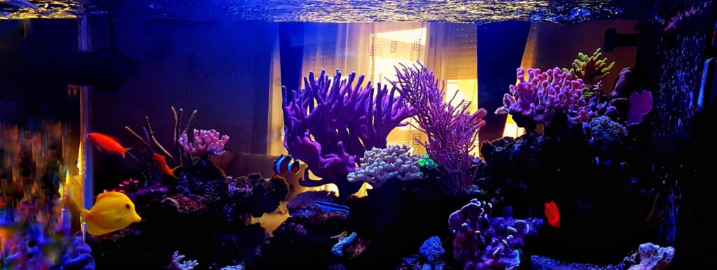 Saltwater coral reef aquarium at home is most beautiful live decoration